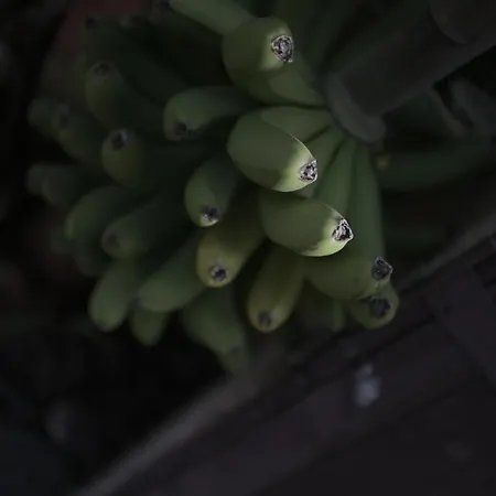 Amigos Nest