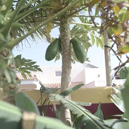 Amigos Nest